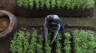 Warga merawat tanaman sayuran yang ditanam di sentra sayuran bawah kolong (Trasa Balong) Jalan Layang Cipinang, Jakarta, Senin (8/2/2021). [Suara.com/Angga Budhiyanto]