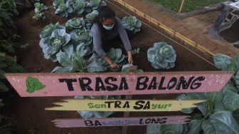 Warga merawat tanaman sayuran yang ditanam di sentra sayuran bawah kolong (Trasa Balong) Jalan Layang Cipinang, Jakarta, Senin (8/2/2021). [Suara.com/Angga Budhiyanto]