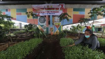 Warga merawat tanaman sayuran yang ditanam di sentra sayuran bawah kolong (Trasa Balong) Jalan Layang Cipinang, Jakarta, Senin (8/2/2021). [Suara.com/Angga Budhiyanto]