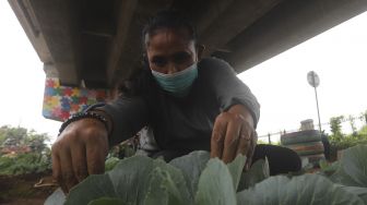 Warga merawat tanaman sayuran yang ditanam di sentra sayuran bawah kolong (Trasa Balong) Jalan Layang Cipinang, Jakarta, Senin (8/2/2021). [Suara.com/Angga Budhiyanto]