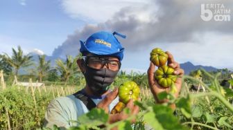 Dampak Hujan Abu Gunung Raung, Petani di Banyuwangi Gagal Panen