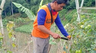 Harganya Sadis Tak Manusiawi, Petani Babat Pohon Tomat Siap Panen