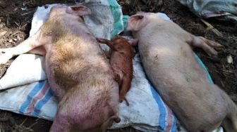 Wabah Demam Babi Afrika, Kota Ini Musnahkan 3000 Babi-babinya