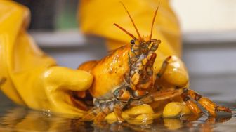 Hanya Ada 1 dari 30 Juta, Lobster Langka Ini Berwarna Kuning