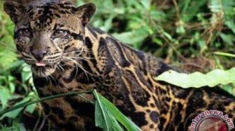 Pemburu Macan Dahan di Taman Nasional Berbak Sembilang Diamankan