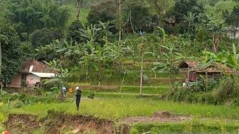 Bahaya, 13 Hektar Sawah di Cianjur Gagal Panen Karena Tanah Bergerak