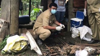 Ratusan Burung Puyuh di Lebak Mati Misterius, Uji Flu Burung Dikerahkan