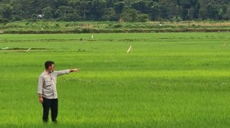 Petani NTT Senang, Food Estate di Sumba Tengah Berdampak pada Kesejahteraan