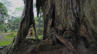 Juru pelihara Candi Koto Mahligai menyapu bagian dalam situs di Kawasan Percandian Muarajambi, Muarojambi, Jambi, Sabtu (13/2/2021). [ANTARA FOTO/Wahdi Septiawan]