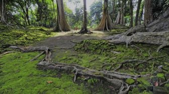 Juru pelihara Candi Koto Mahligai menyapu bagian dalam situs di Kawasan Percandian Muarajambi, Muarojambi, Jambi, Sabtu (13/2/2021). [ANTARA FOTO/Wahdi Septiawan]