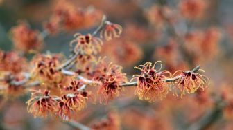 Ketahui Manfaat Witch Hazel, Bunga Ajaib Pembasmi Jerawat