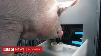 Babi Bisa Main Gim Video, Ilmuwan Sebut Ini Bukan Pencapaian Kecil