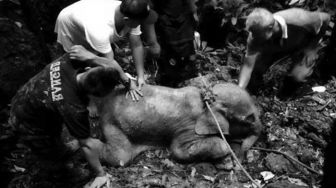Bayi Gajah Terjebak Dalam Lumpur, Kondisinya Kritis