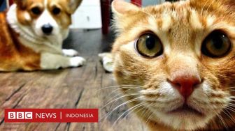 Korsel Beri Layanan Tes Virus Corona Buat Kucing dan Anjing Bergejala