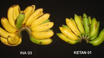 Mengenal Pisang INA 03, Pisang Hibrida Pertama di Indonesia