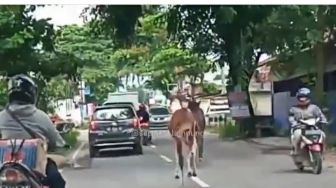 Viral 2 Kuda Berlarian di Tengah Jalan Bandar Lampung, Ini Kata Pemilik