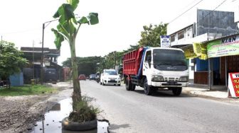 Sadis! Penampakan Pohon Pisang yang Ditanam Warga di Jalan Berlubang