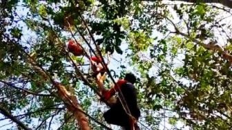 Orangutan Dievakuasi dari Kebun Karet Tepi Sungai Sapihan