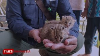 Cari Rumput, Warga Lamongan Nemu 2 Bayi Kucing Hutan Langka Lucu-lucu