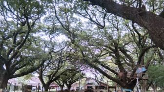 Walk Under the Shadowy Trees at Taman Trembesi, Madiun