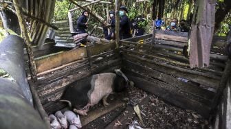 Petugas membongkar paksa kandang babi di kawasan Bandara Hang Nadim, Batam, Kepulauan Riau (Kepri), Selasa (16/2/2021). ANTARAFOTO/Teguh Prihatna
