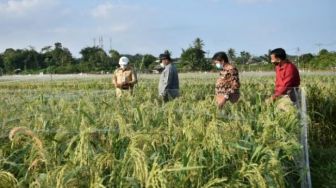 Menuju Pertanian Modern, Gubernur Tinjau Sawah Namang