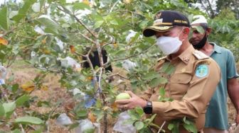 Panen Jambu, Bupati Bangka Ajak Masyarakat Manfaatkan Pekarangan Rumah