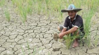 Ratusan Hektar Sawah di Lebak Banten Kekeringan Karena Dampak El Nino