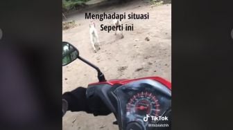 Pemotor Lewati Rute Ekstrem, Warganet: Berasa Lagi Main di Taman Safari