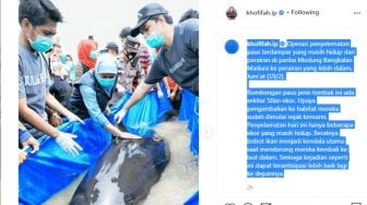 50 Ekor Paus Terdampar di Selat Madura, Warganet: Sirip Sudah Dipotong Warga..