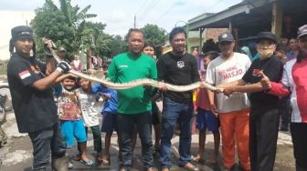 Merinding! Ular Piton 3 Meter Kabur dari Kandang, Ngumpet di Talang Air