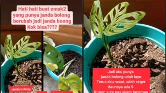 Aksi Maling Tanaman Janda Bolong Diganti Janda Bohong, Bikin Publik Ngakak