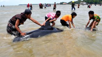 Warga menarik Paus Pilot Sirip Pendek (Globicephala macrorhynchus) yang terdampar di Pantai Modung, Bangkalan, Jawa Timur, Jumat (19/2/2021).  ANTARA FOTO/Zabur Karuru

