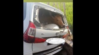 Viral Pencuri Gunakan Daihatsu Xenia untuk Bawa 3 Ekor Sapi, Kok Muat?