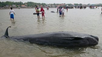 Puluhan Paus Pilot Terdampar di Pantai Modung Madura