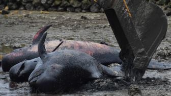 Petugas menggunakan alat berat mengubur bangkai Paus Pilot Sirip Pendek (Globicephala macrorhynchus) yang mati saat terdampar di Pantai Modung, Bangkalan, Jawa Timur, Sabtu (20/2/2021).  ANTARA FOTO/Zabur Karuru