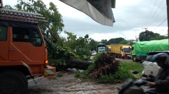 Sudah 4 Jam Pohon Tumbang Tutup Jalan Gowa - Takalar, Macet Panjang