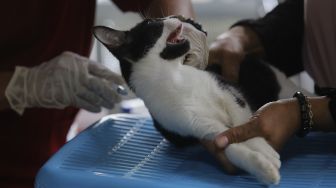 Paramedis dari pusat kesehatan hewan (Puskewan) Dinas Ketahanan Pangan, Kelautan dan Pertanian Kota Administrasi Jakarta Selatan menyuntikkan vaksin anti rabies kepada hewan peliharaan terdampak banjir di Kantor Kelurahan Pela Mampang, Jakarta, Senin (22/2/2021). [Suara.com/Angga Budhiyanto]