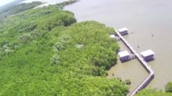 Wisata Mangrove Bulukumba Akan Jadi Percontohan di Indonesia
