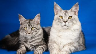 7 Fakta Kucing Maine Coon yang Unik, Sempat Muncul Ikut Akting di Film Harry Potter