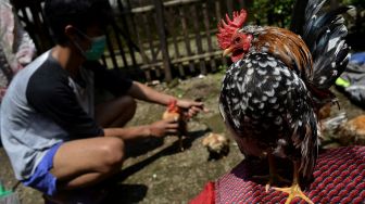 Ini Wujud Ayam Serama Seharga Rp 5 Juta