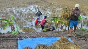 Petani memanen padi yang terendam banjir di persawahan Desa Setrokalangan, Kaliwungu, Kudus, Jawa Tengah, Selasa (23/2/2021). ANTARA FOTO/Yusuf Nugroho
