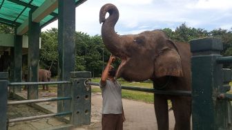 Jarang Terlihat, Ini Gajah Sumatera di Candi Borobudur Sumbangan Soeharto