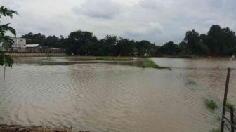 19.433 Hektar Sawah Gagal Panen karena Kebanjiran di Bekasi