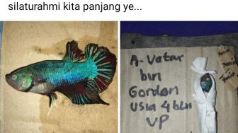 Sedih Sekaligus Ngakak, Ikan Cupang Mati Dikafani Pemiliknya