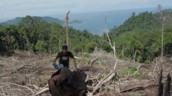 Heboh Dugaan Pembalakan Liar Hutan di Padang, Ini Kata Polisi