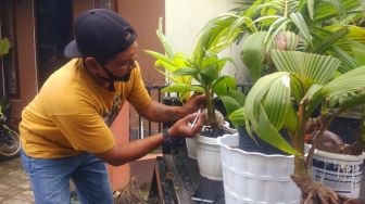 Bonsai Kelapa, Kreasi Tanaman Warga Wedomartani di Masa Pandemi Covid-19