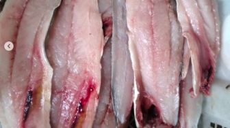 Permintaan Naik! Daging Ikan Gabus Bahan Baku Pempek Dijual Rp95.000 per Kilogram