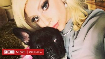 2 Bulldog Lady Gaga Dicuri, Orang yang Bawa Anjing Itu Jalan-jalan Ditembak