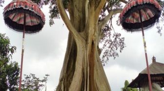 Wisata Bali: Pesona Magis Pohon Raksasa Kayu Putih di Tabanan